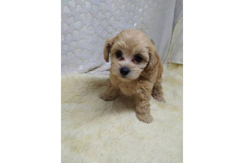 販売中の三重県のミックス犬-391036の1枚目