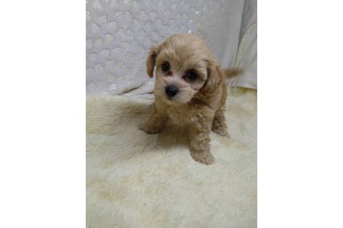 販売中の三重県のミックス犬-391036の4枚目