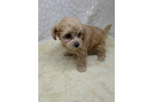 販売中の三重県のミックス犬-391036の3枚目