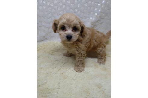 販売中の三重県のミックス犬-391036の2枚目