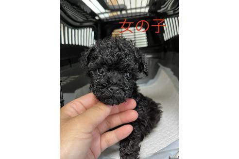 販売中の熊本県のトイプードル-389720