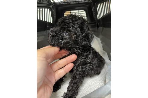 販売中の熊本県のトイプードル-389720の4枚目