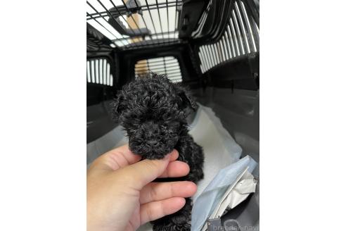 販売中の熊本県のトイプードル-389720の2枚目