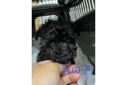 販売中の熊本県のトイプードル-390189の1枚目