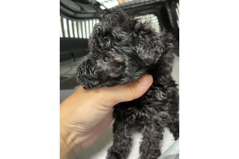 販売中の熊本県のトイプードル-390189の4枚目