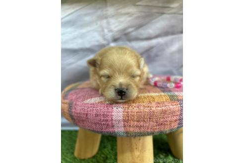 販売中の北海道のポメラニアン-391038の17枚目
