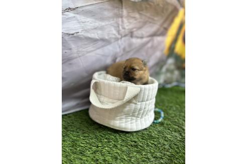 販売中の北海道のポメラニアン-391039の8枚目