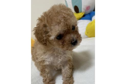 販売中の香川県のタイニープードル-391040の3枚目