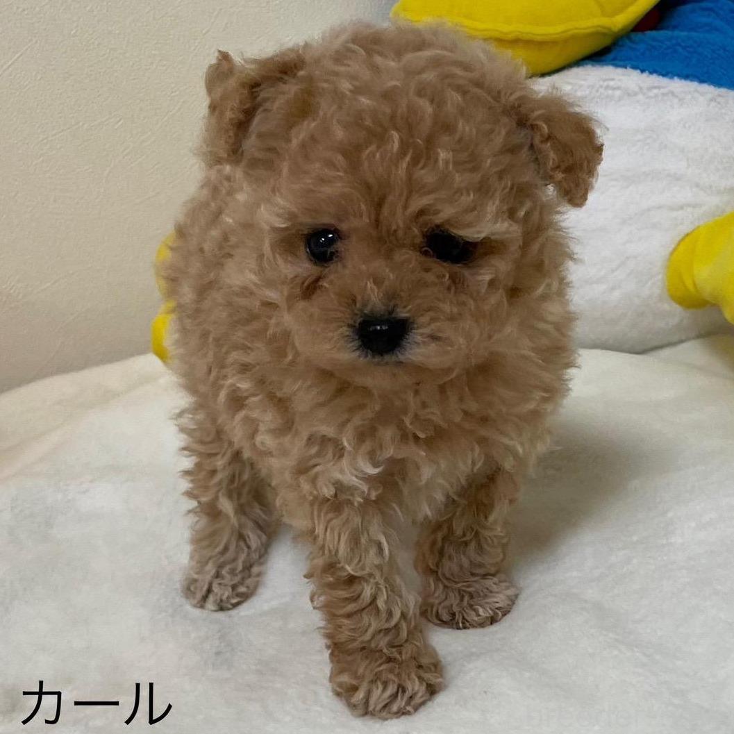 販売中の香川県のタイニープードル-391040の1枚目