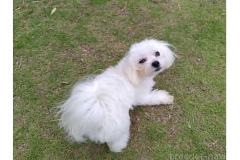 販売中の栃木県のマルチーズ-344644の2枚目