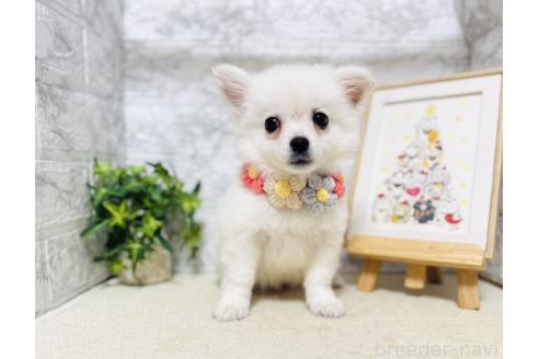 販売中の岐阜県のミックス犬-391045の6枚目