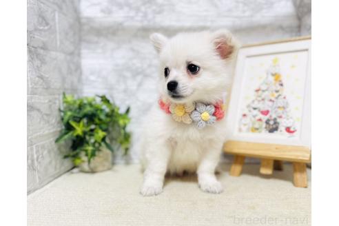 販売中の岐阜県のミックス犬-391045の5枚目