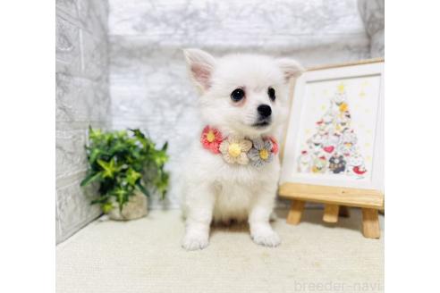 販売中の岐阜県のミックス犬-391045の4枚目