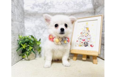 販売中の岐阜県のミックス犬-391045の3枚目