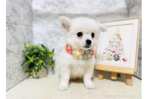 販売中の岐阜県のミックス犬-391045の2枚目