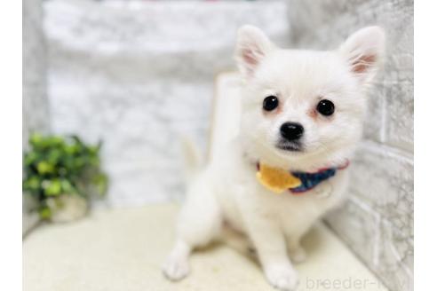 販売中の岐阜県のミックス犬-391050の8枚目