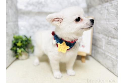 販売中の岐阜県のミックス犬-391050の7枚目