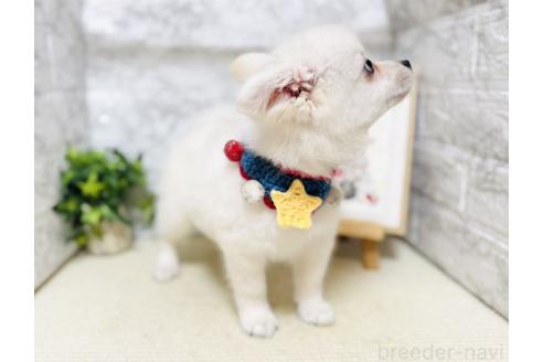 販売中の岐阜県のミックス犬-391050の6枚目
