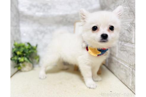販売中の岐阜県のミックス犬-391050の5枚目