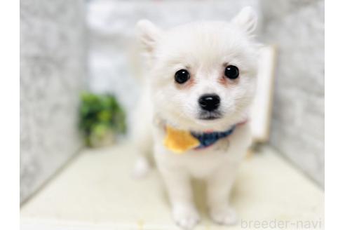 販売中の岐阜県のミックス犬-391050の4枚目