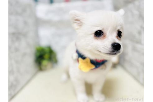 販売中の岐阜県のミックス犬-391050の3枚目