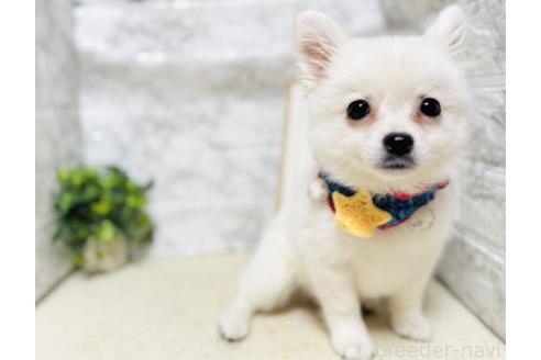 販売中の岐阜県のミックス犬-391050の2枚目