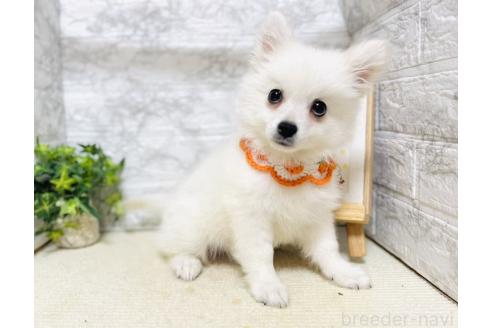 販売中の岐阜県のミックス犬-391051の7枚目