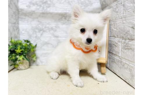 販売中の岐阜県のミックス犬-391051の6枚目