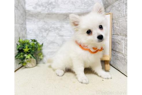 販売中の岐阜県のミックス犬-391051の5枚目