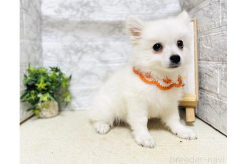 販売中の岐阜県のミックス犬-391051の4枚目