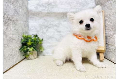 販売中の岐阜県のミックス犬-391051の3枚目