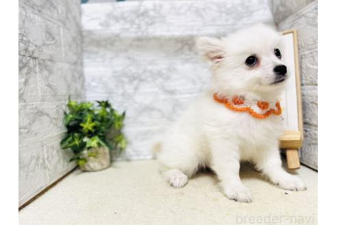 販売中の岐阜県のミックス犬-391051の2枚目