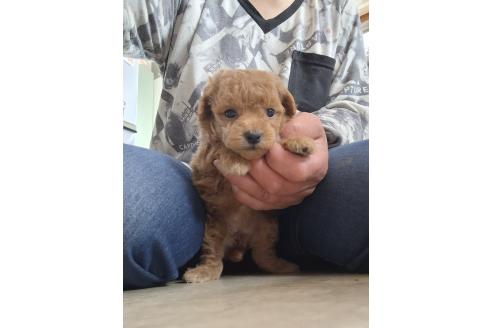 販売中の群馬県のトイプードル-390450の6枚目