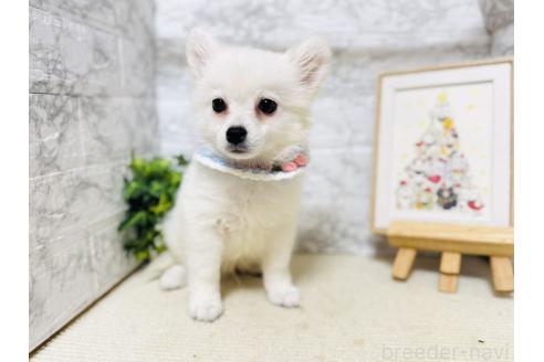 販売中の岐阜県のミックス犬-391053の6枚目