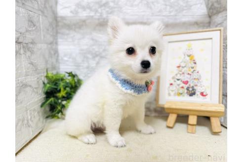 販売中の岐阜県のミックス犬-391053の5枚目