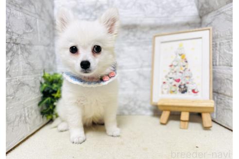 販売中の岐阜県のミックス犬-391053の4枚目