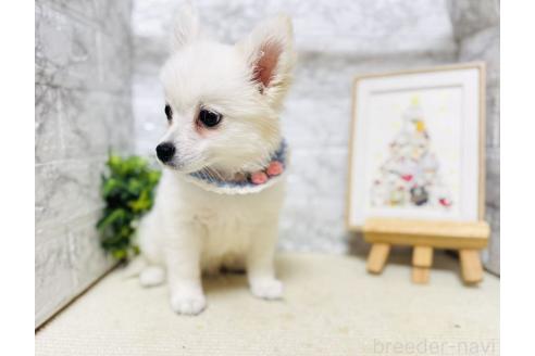 販売中の岐阜県のミックス犬-391053の3枚目