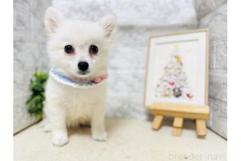 販売中の岐阜県のミックス犬-391053の2枚目