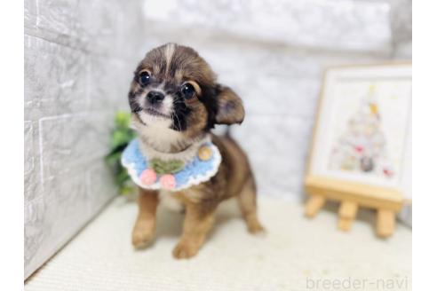 販売中の岐阜県のミックス犬-391057の9枚目