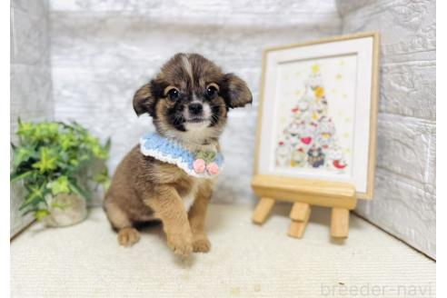 販売中の岐阜県のミックス犬-391057の8枚目