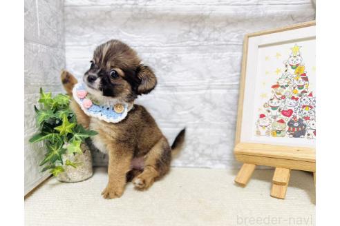 販売中の岐阜県のミックス犬-391057の7枚目