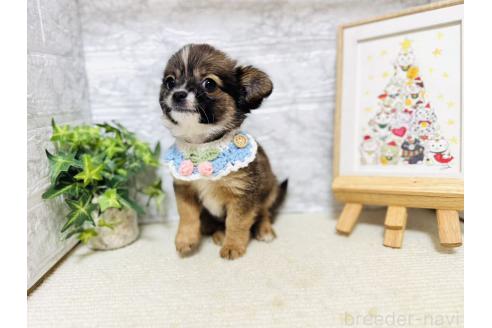 販売中の岐阜県のミックス犬-391057の6枚目