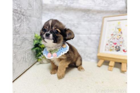 販売中の岐阜県のミックス犬-391057の5枚目