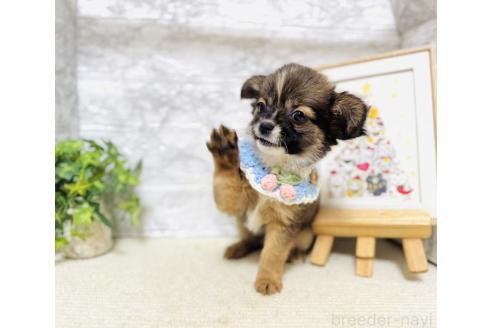 販売中の岐阜県のミックス犬-391057の4枚目