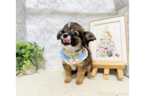 販売中の岐阜県のミックス犬-391057の3枚目