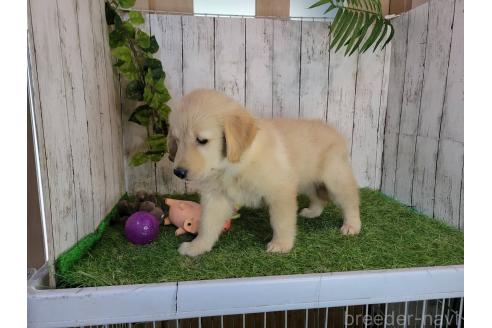 販売中の三重県のゴールデンレトリーバー-391061の4枚目