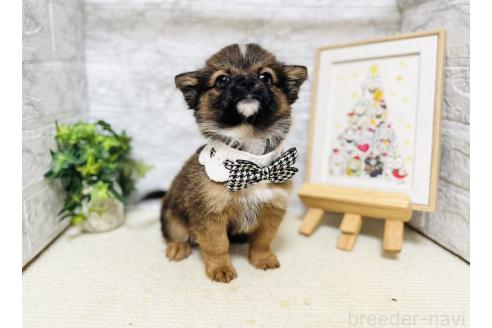 販売中の岐阜県のミックス犬-391058の6枚目