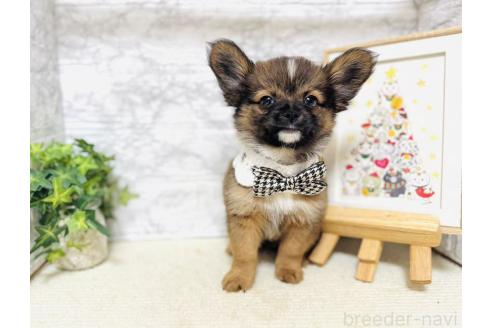 販売中の岐阜県のミックス犬-391058の5枚目