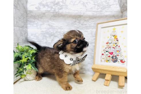 販売中の岐阜県のミックス犬-391058の4枚目