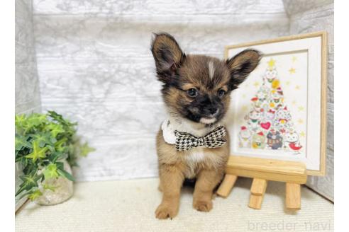 販売中の岐阜県のミックス犬-391058の3枚目